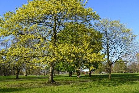 Hyde Park London - Leading Tours