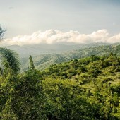 Deep in the forests - safari tour from Punta Cana