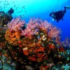 Snuba Diving in Dominican Republic
