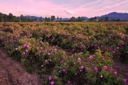 The valley of Roses in Bulgaria