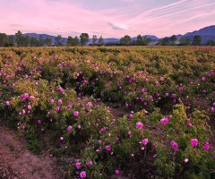 The valley of Roses in Bulgaria