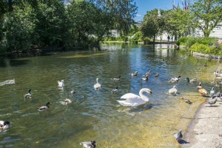 Birds in St James Park - London