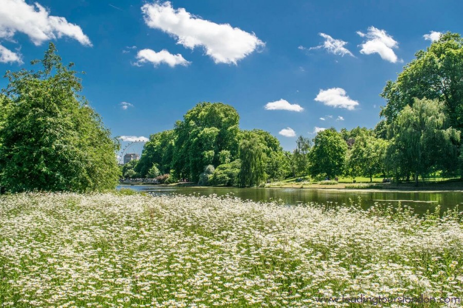 St James Park in Summer - London St James Park in Summer - London
