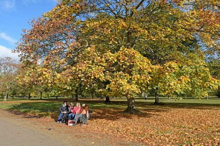 Sightseeing Tour - Hyde Park - London